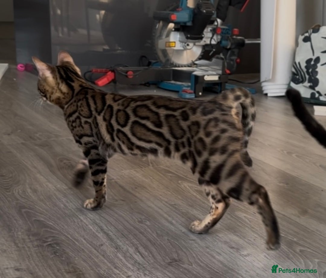 Bengal cats for sale: Intensively socialised bengal kittens - lap cats! in Scunthorpe - Image 8