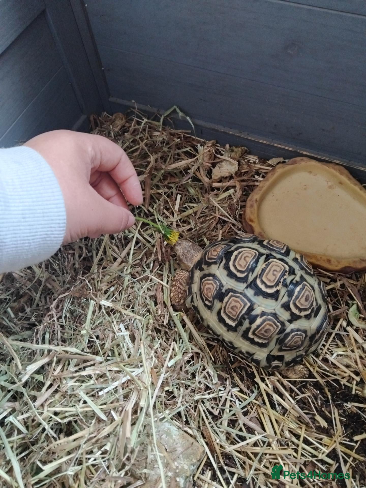 Tortoise reptiles 3 year old leopard tortoise  - Advert 1