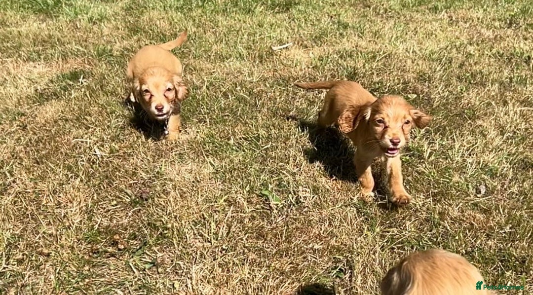 Cocker Spaniel dogs for sale: Gorgeous Lemon Cocker Spaniel Pups in Fordingbridge - Image 8