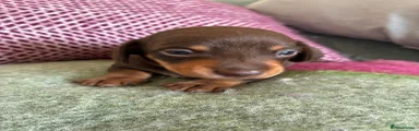 Dachshund 4