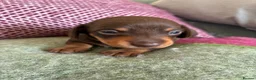 Dachshund dogs for sale: Beautiful Dachshund Puppies - Advert 6