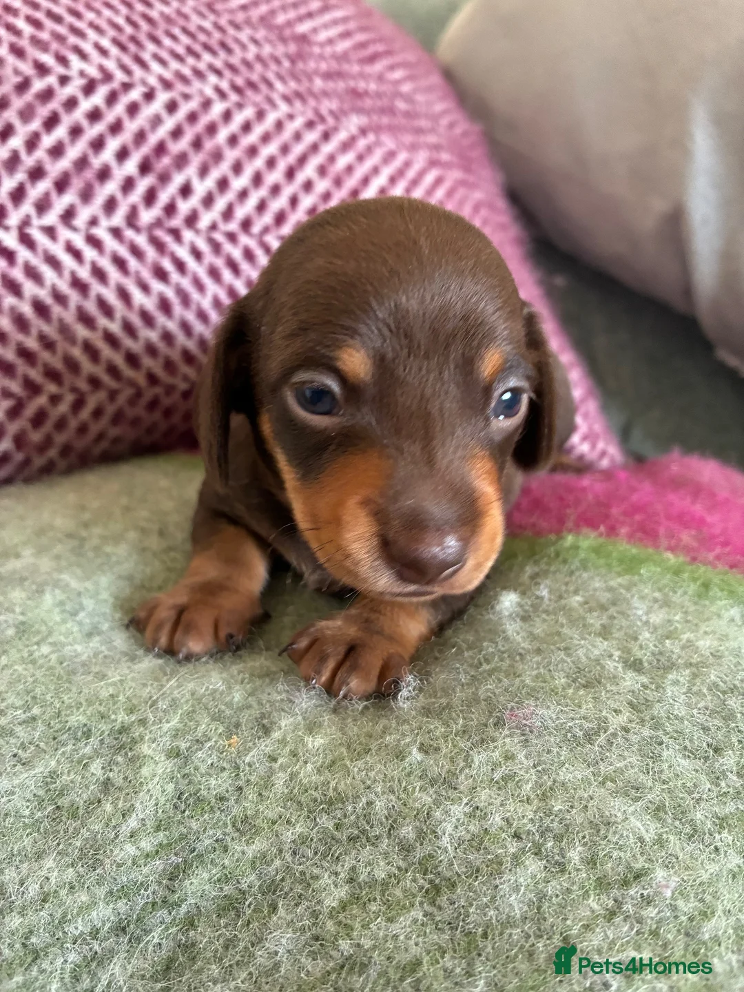 Dachshund dogs for sale: Beautiful Dachshund Puppies - Advert 6