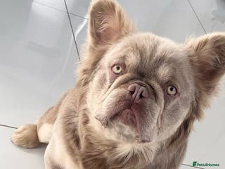 French Bulldog dogs 🐾New Shade Fluffy French Bulldog🐾 in Wishaw - Advert 7