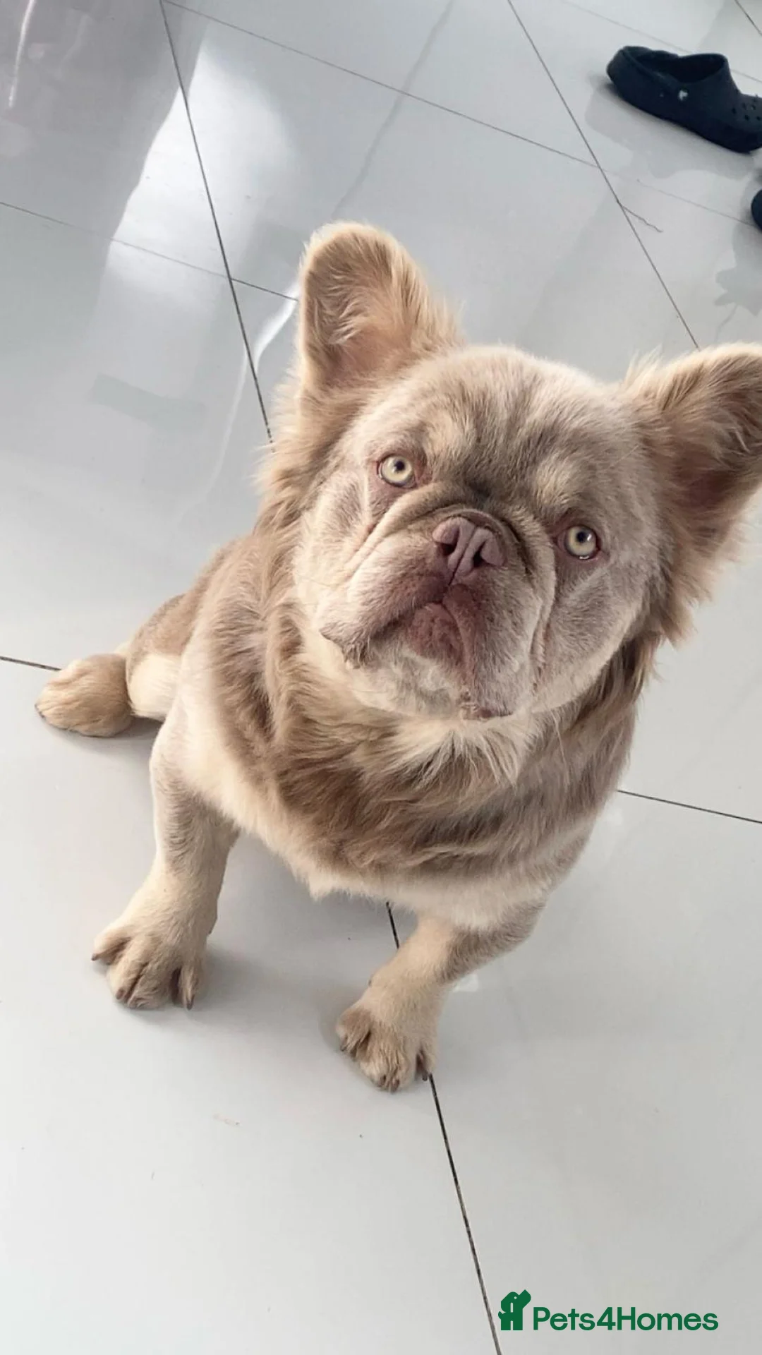 French Bulldog dogs for stud: 🐾New Shade Fluffy French Bulldog🐾 in Wishaw - Advert 1