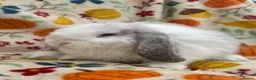 Mini Lop rabbits for sale: Blossom View Babies ready now!! - Advert 4