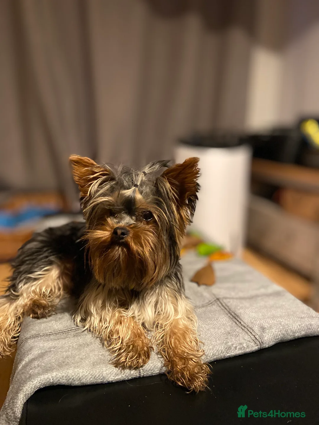 Yorkshire Terrier dogs for stud: Rocky in Hornchurch - Advert 14