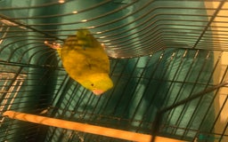 Parakeets birds for sale: Celestial parakeets  - Image 5