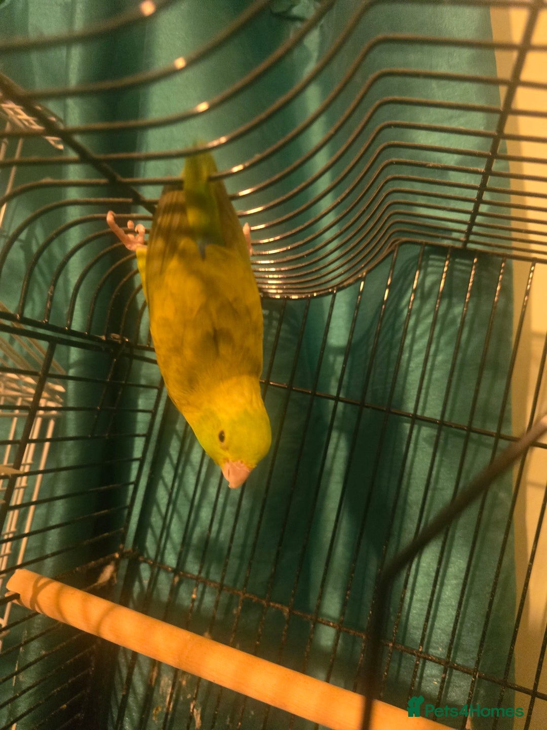 Parakeets birds for sale: Celestial parakeets  - Image 5