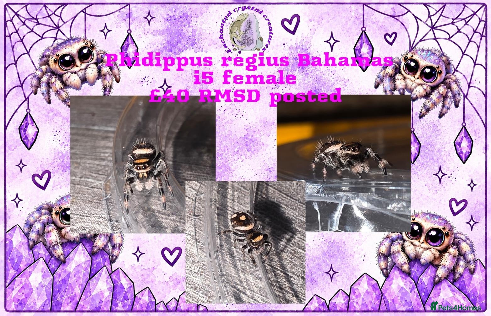 Spiders invertebrates for sale: Bahamas jumping spider and other inverts - Advert 15