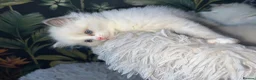 Ragdoll cats for sale: Beautiful Quality Chunky Ragdoll Babies  - Advert 5