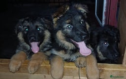 German Shepherd dogs for sale: Long-haired, chubby German Sheperd puppies! - Image 6