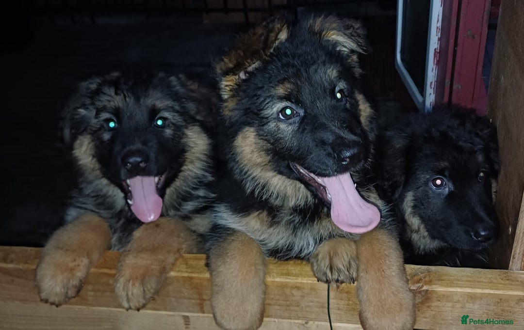 German Shepherd dogs for sale: Long-haired, chubby German Sheperd puppies! - Image 6