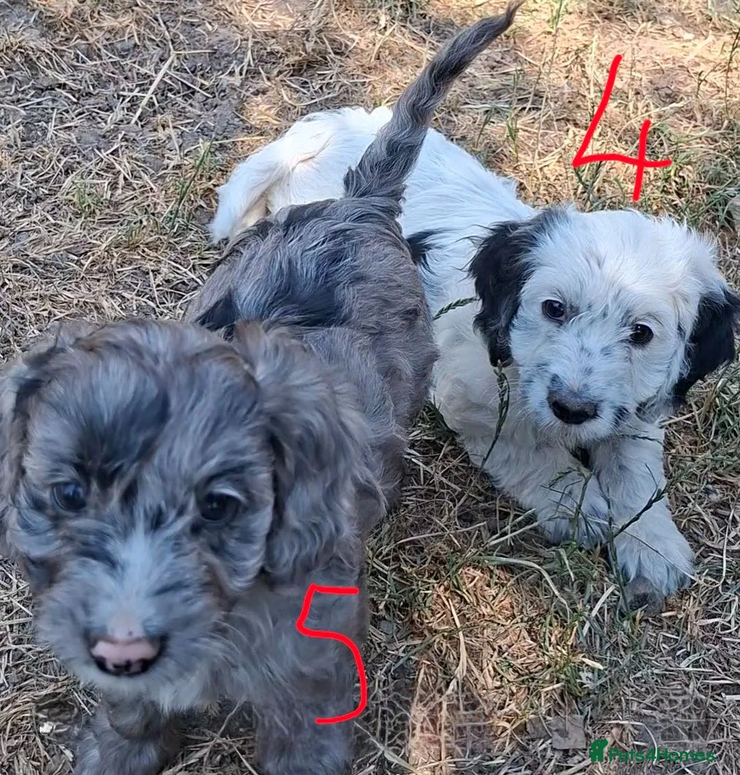 Cockapoo dogs for sale: Fully vaccinated F1 Cockapoo Pups  - Advert 2