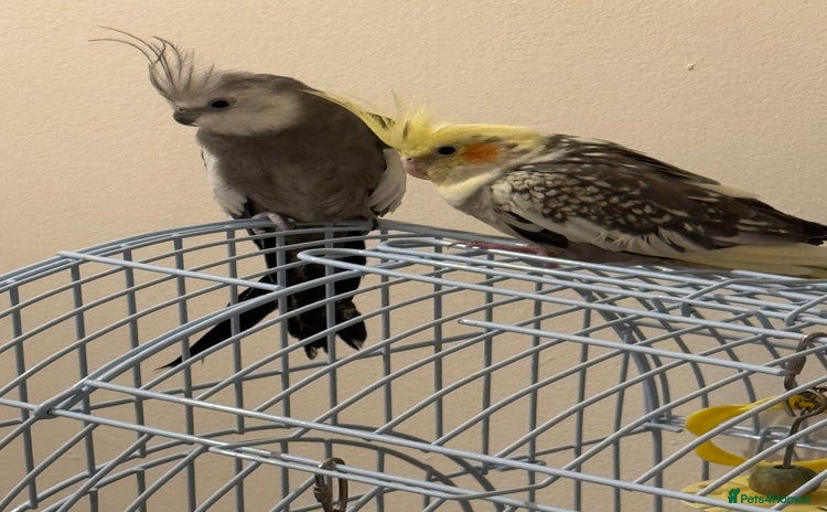 Cockatiels birds - Advert 1