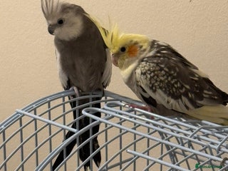 Cockatiels birds - Advert 12