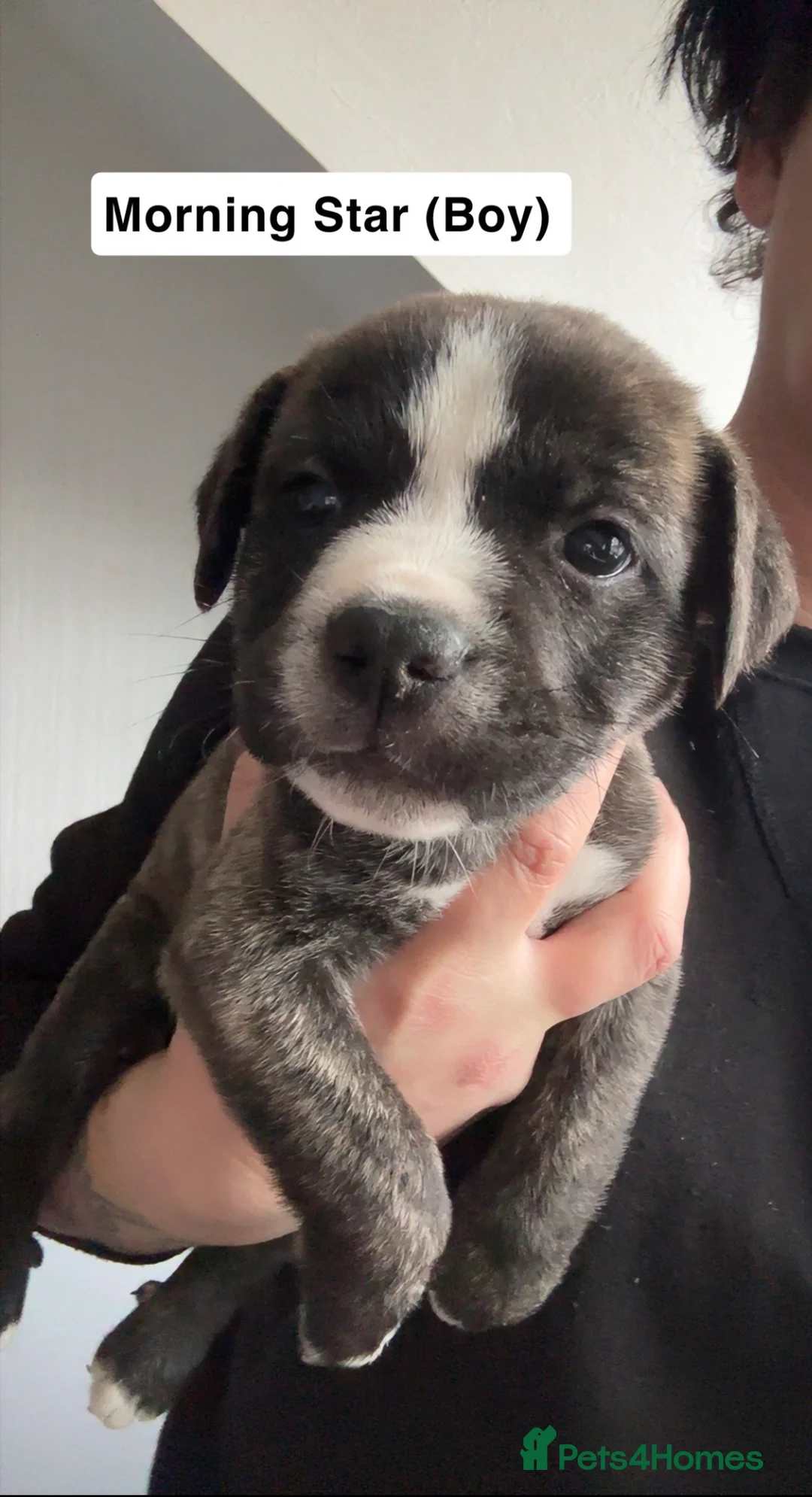 Mixed Breed dogs for sale: Can Corso Mix - Advert 4