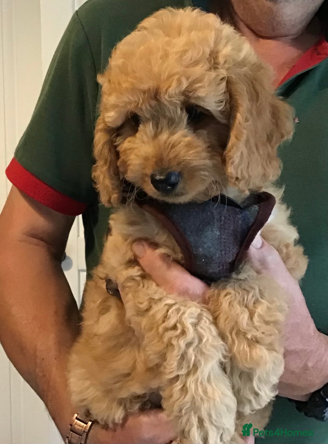 Labradoodle dogs for sale: 5* F1B Mini Labradoodles - health tested  - Image 9