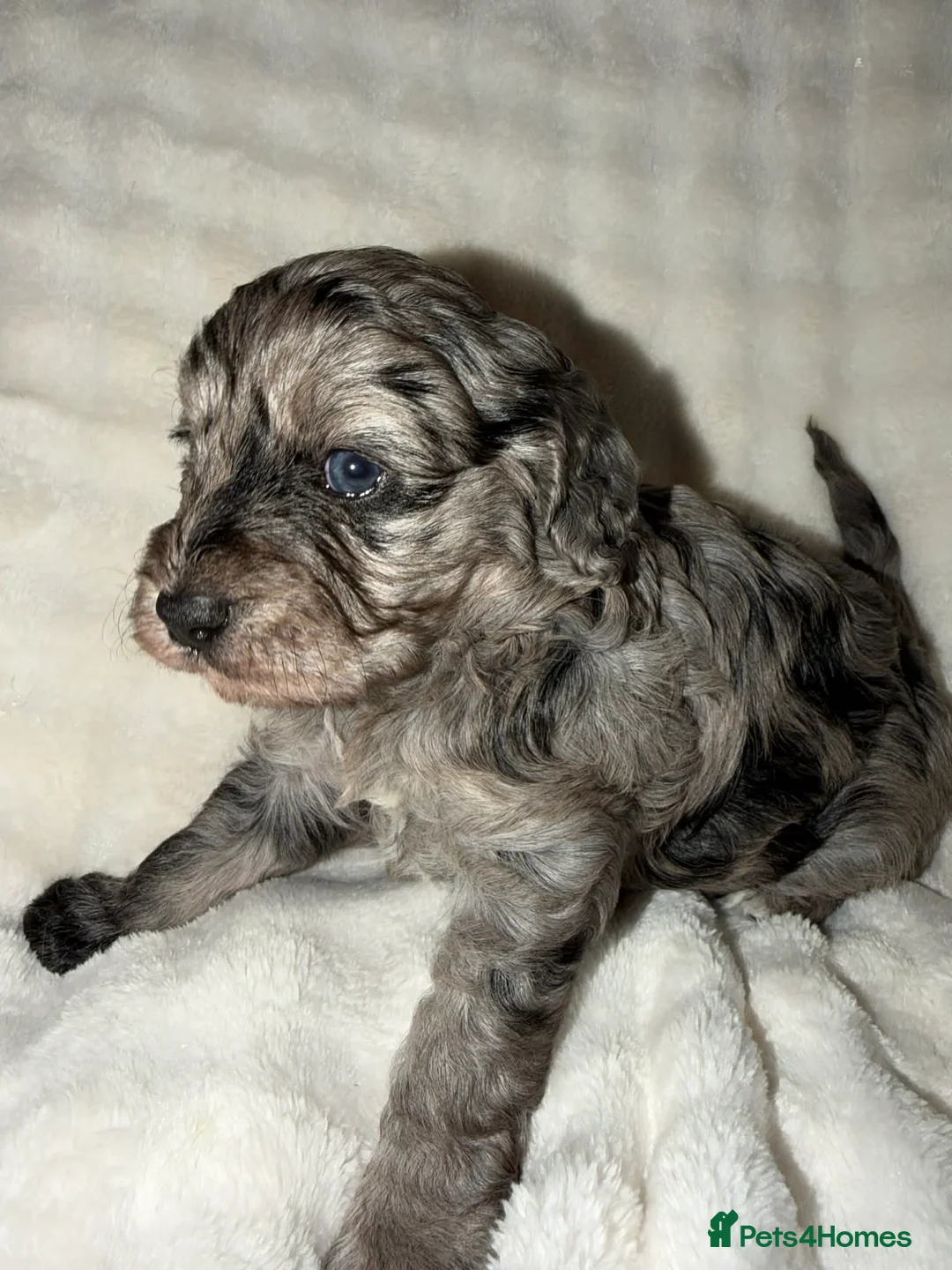 Cavapoo dogs for sale: Beautiful F1 Cavapoo rare merle puppies - Advert 11