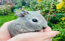 Guinea Pig rodents for sale: Adorable baby Guinea pigs - Image 5