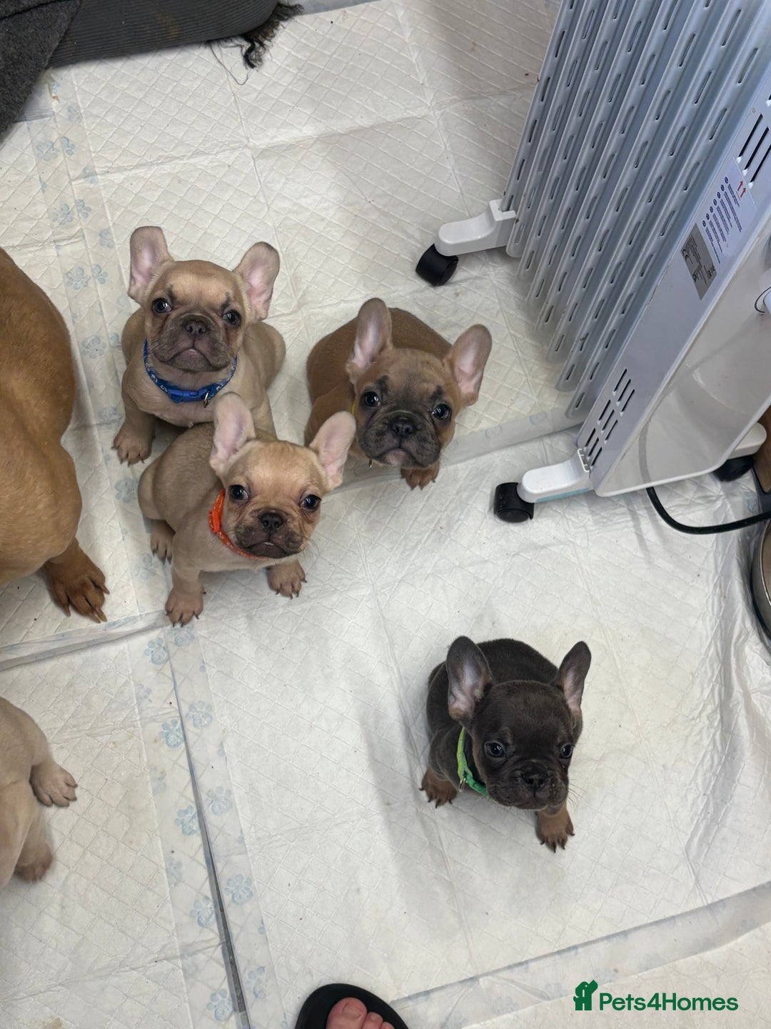 French Bulldog dogs for sale: 💕Adorable French bulldogs💕 - Advert 12