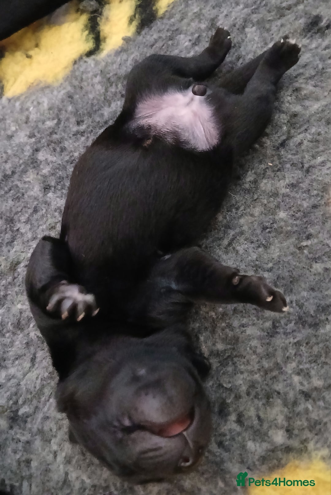 Labrador Retriever dogs for sale: 5 beautiful labrador puppies - Image 13