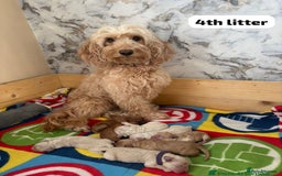 Cockapoo dogs for stud: F1b cockapoo for stud NOT FOR SALE - Image 27