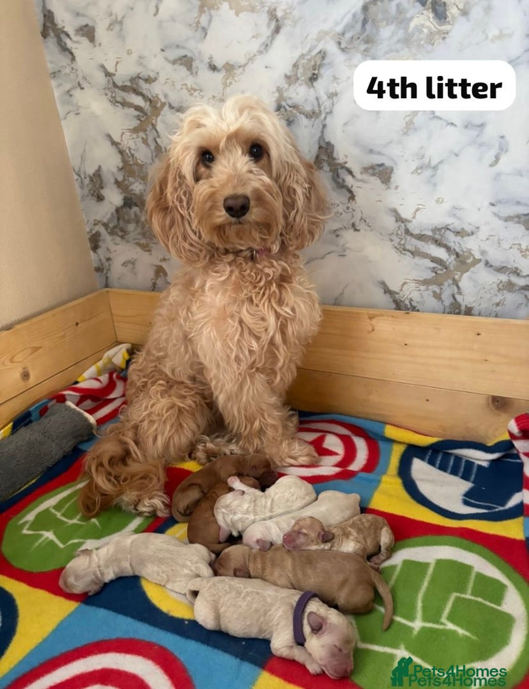 Cockapoo dogs for stud: F1b cockapoo for stud NOT FOR SALE - Image 27