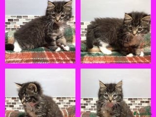 Mixed Breed cats Beautiful fluffy kittens - Advert 3