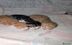 British Shorthair cats for sale: Two ginger boys please read description  - Image 1