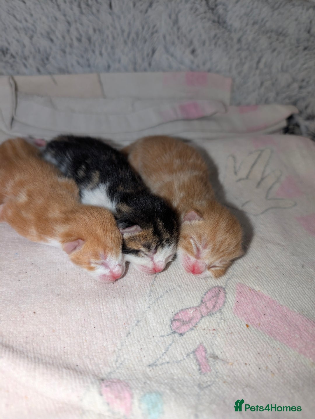 British Shorthair cats for sale: Two ginger boys please read description  - Image 1
