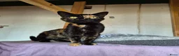 Mixed Breed cats for adoption: Female Tortoiseshell 3 years old - Advert 1