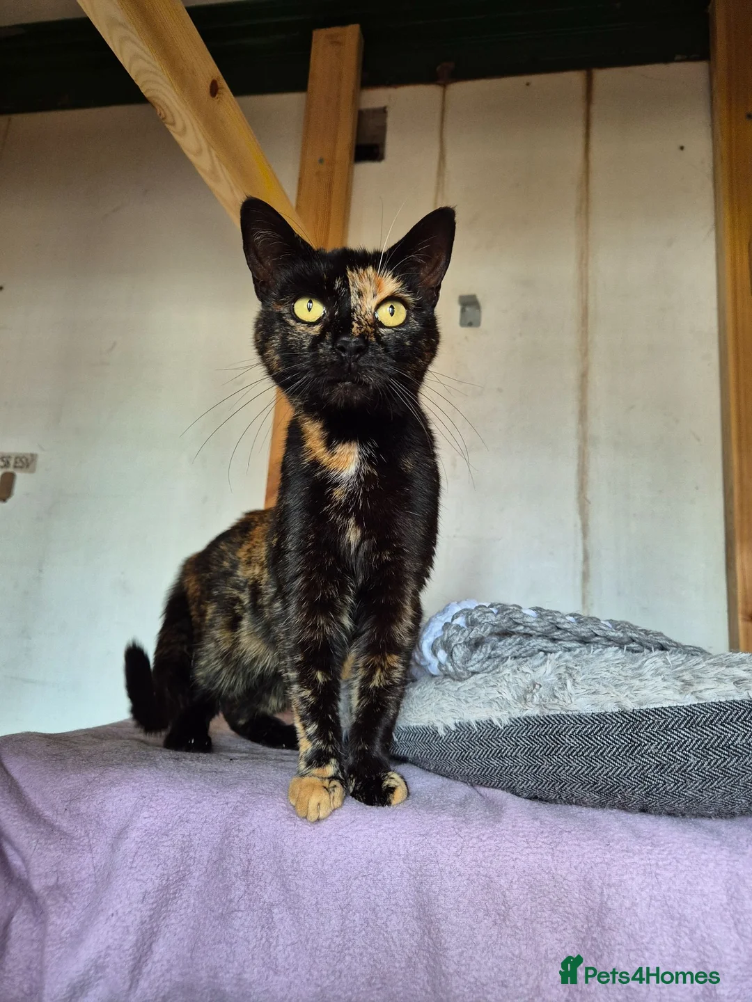Mixed Breed cats for adoption: Female Tortoiseshell 3 years old - Advert 1
