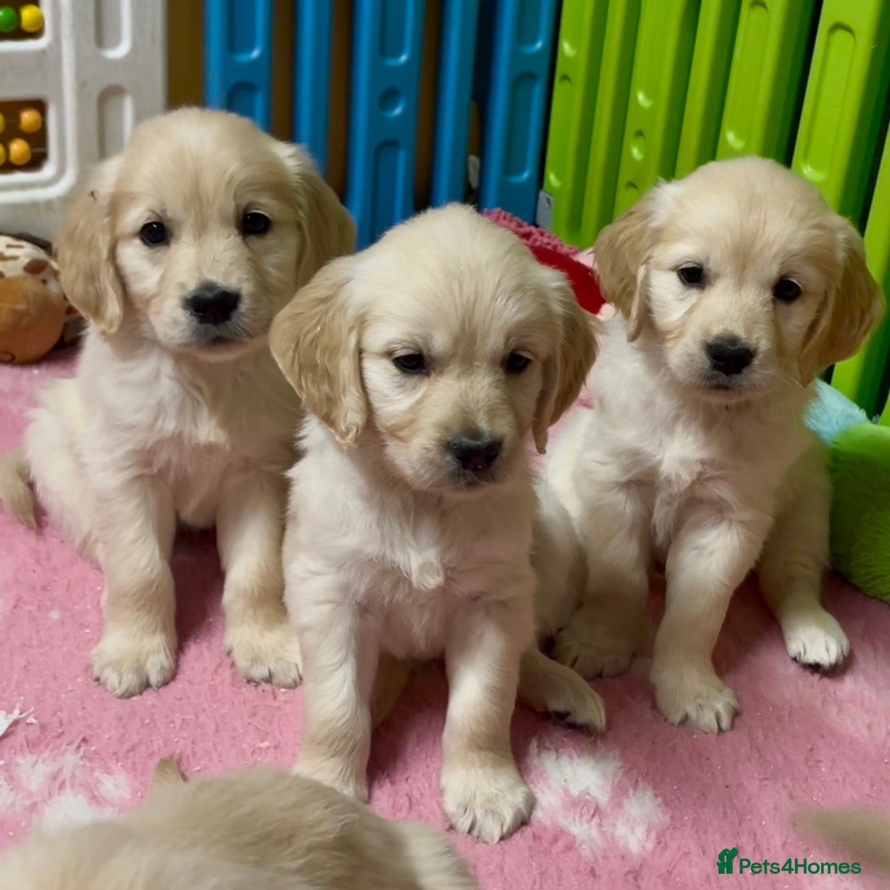 Golden Retriever dogs Beautiful Kc registered Golden Retriever puppies  - Advert 1