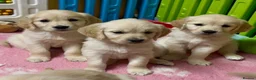 Golden Retriever dogs for sale: Beautiful Kc registered Golden Retriever puppies  - Advert 3