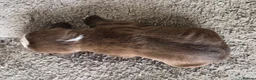Mixed Breed dogs for sale: Puppies for sale - Advert 8