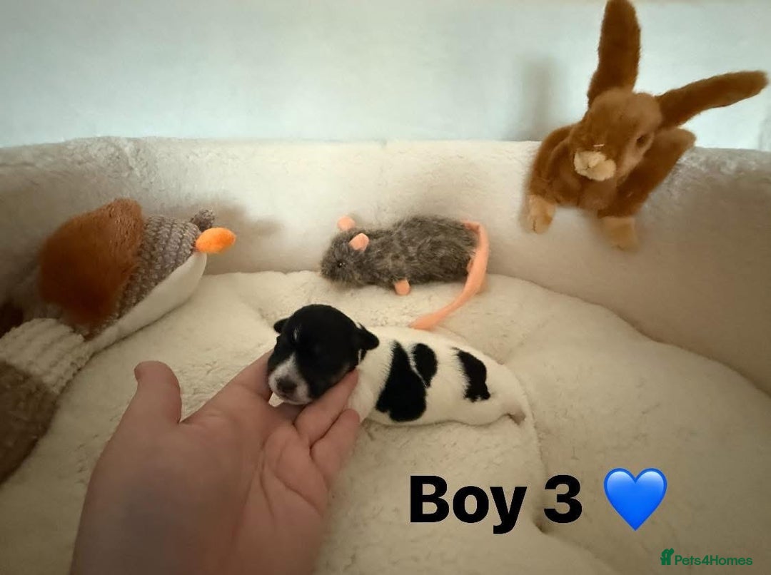 Jack Russell dogs for sale: TRUE ORIGINAL JACK RUSSELL PUPPIES  - Image 8