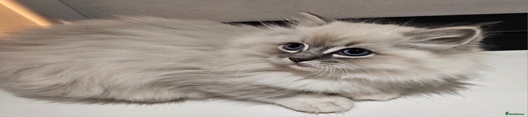 Ragdoll Kitten 5