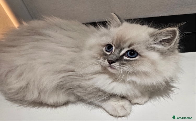 Ragdoll cats for sale - Advert 1