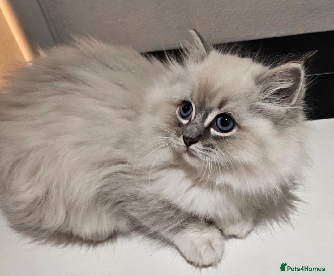 Ragdoll cats for sale: Stunning  ragdoll  kittens - Image 6