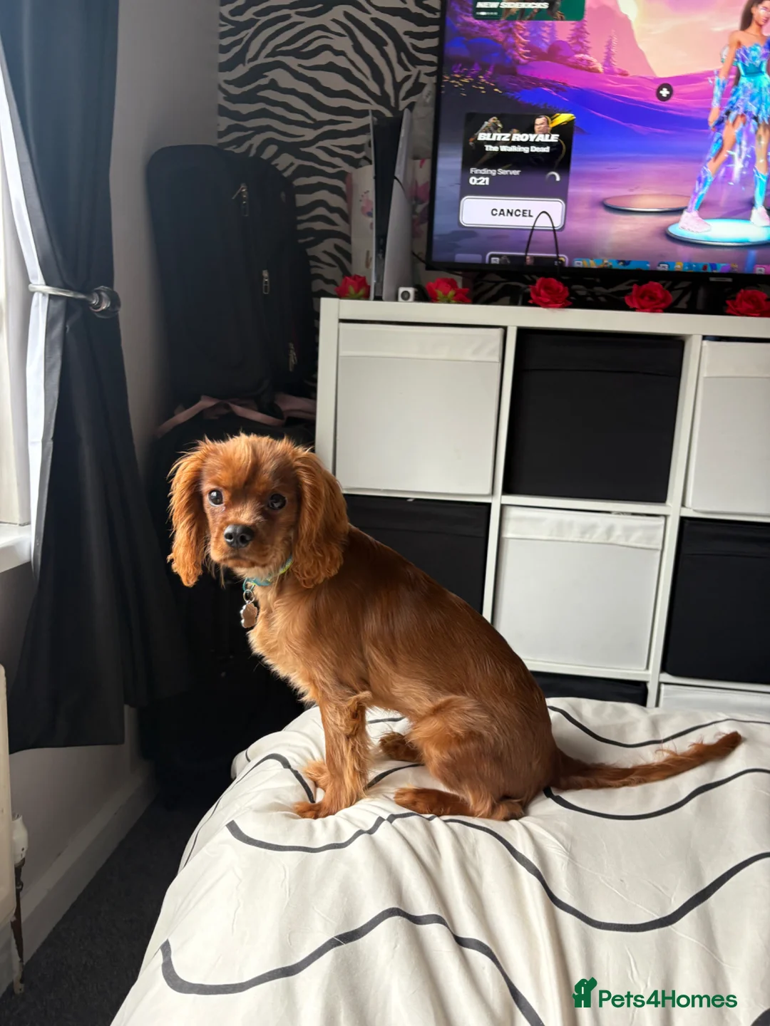 Cavalier King Charles Spaniel dogs for sale: Ozzy is is name  in Stoke-on-Trent - Advert 1