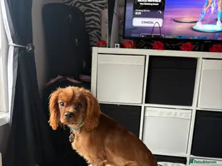 Cavalier King Charles Spaniel dogs Ozzy is is name - Advert 4