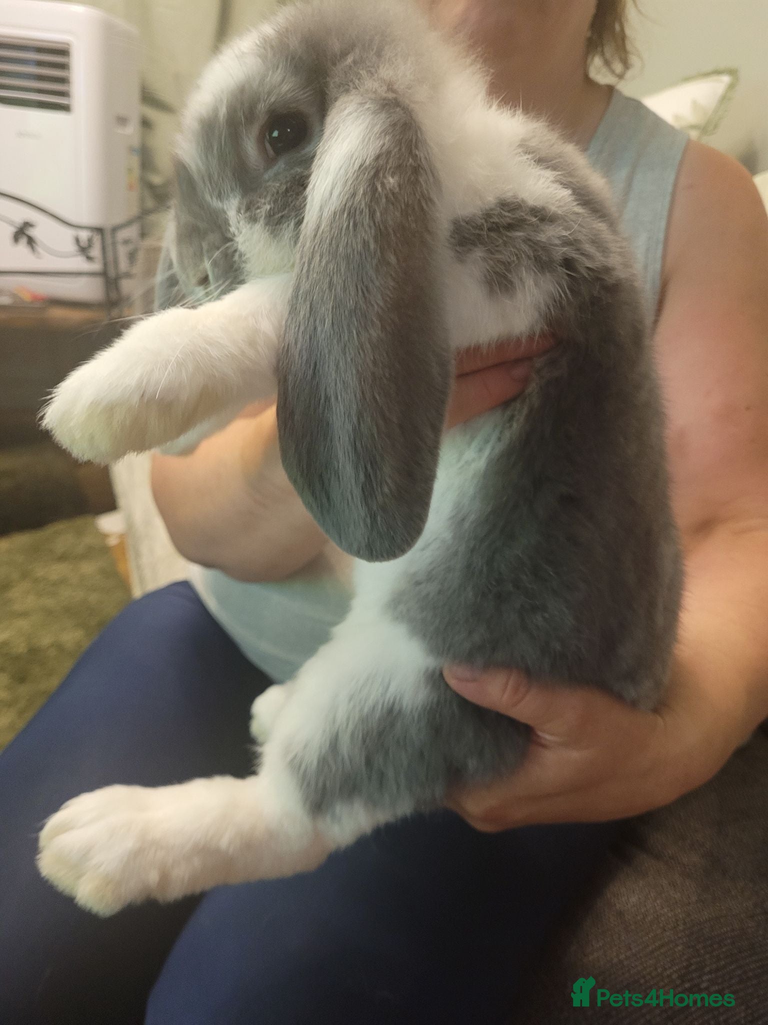 French Lop rabbits Pure Bred French Lop babies Vaccinated with Yurvac - Advert 2
