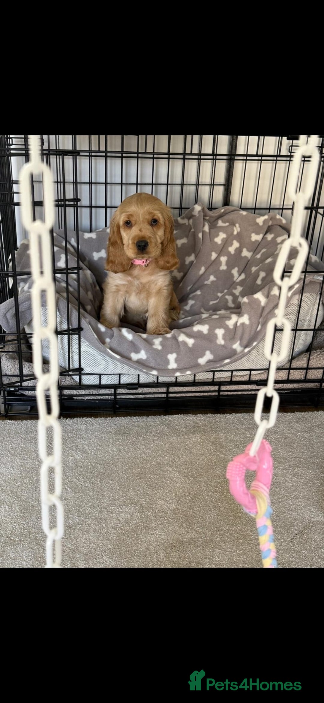 Cocker Spaniel dogs for sale: GOLDEN SHOW COCKER PUPPIES  - Image 9