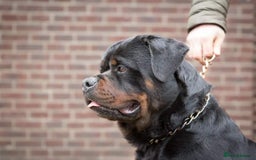 Rottweiler dogs for stud: Stunning Boy Available For Stud……. in Diss - Image 3