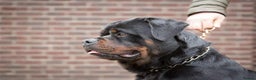 Rottweiler dogs for stud: Stunning Boy Available For Stud……. in Diss - Advert 3
