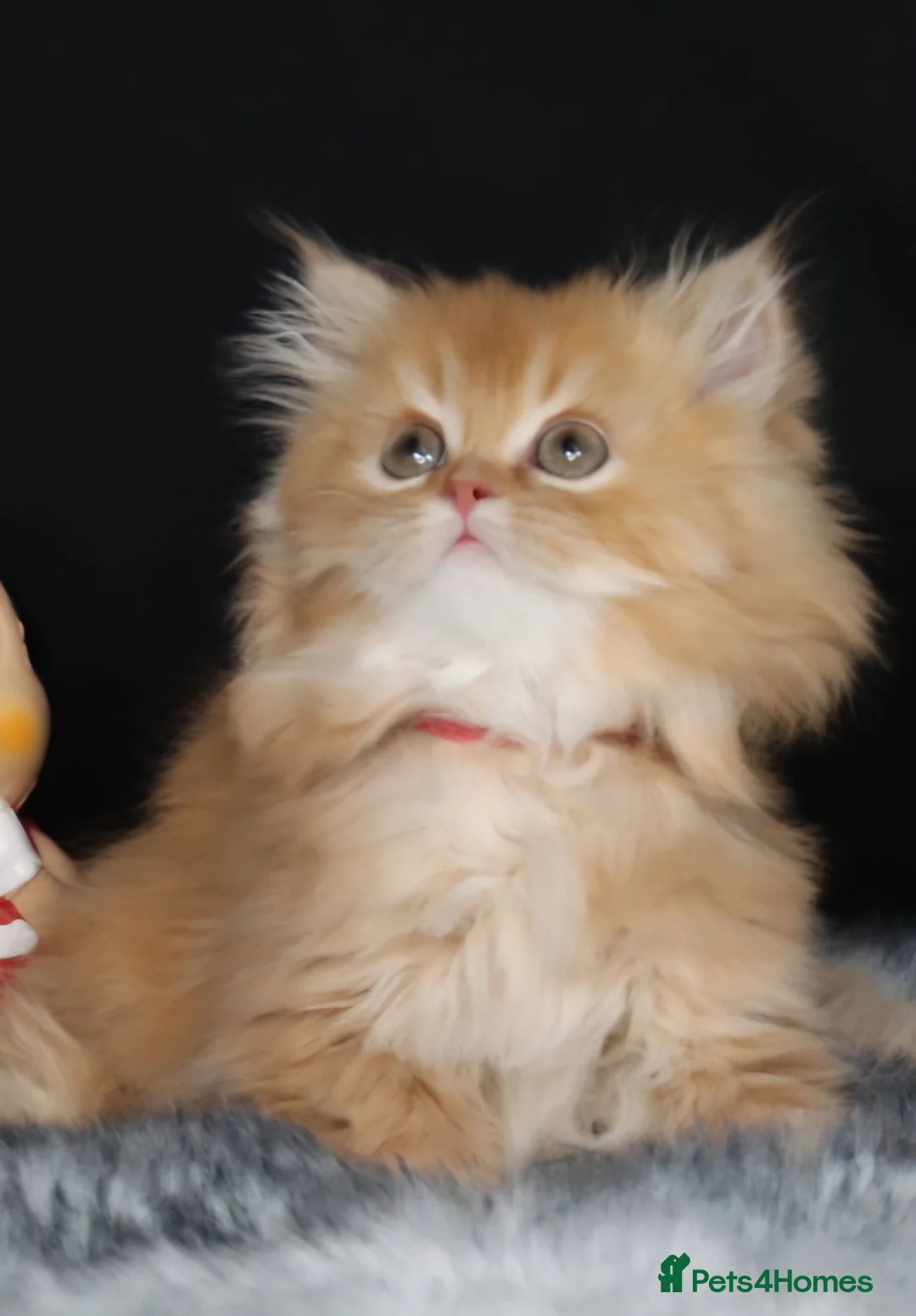 British Longhair cats for sale: Register Golden British Longhair/Shorthaired  - Advert 2