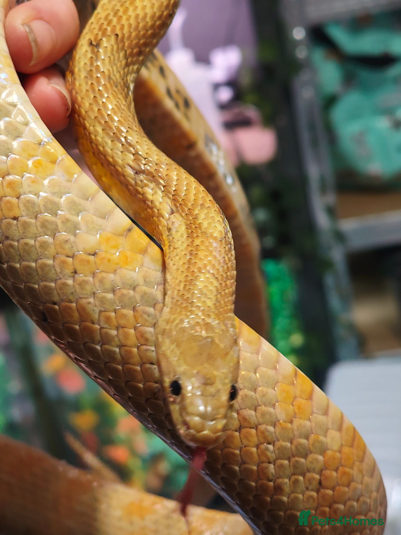 Corn Snake reptiles Beautiful male corn snake. - Advert 1
