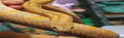 Corn Snake reptiles for sale: Beautiful male corn snake. - Advert 1