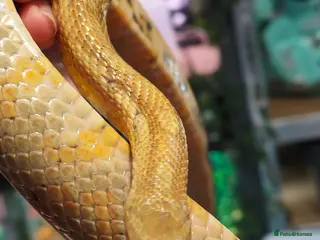 Corn Snake reptiles Beautiful male corn snake. - Advert 1