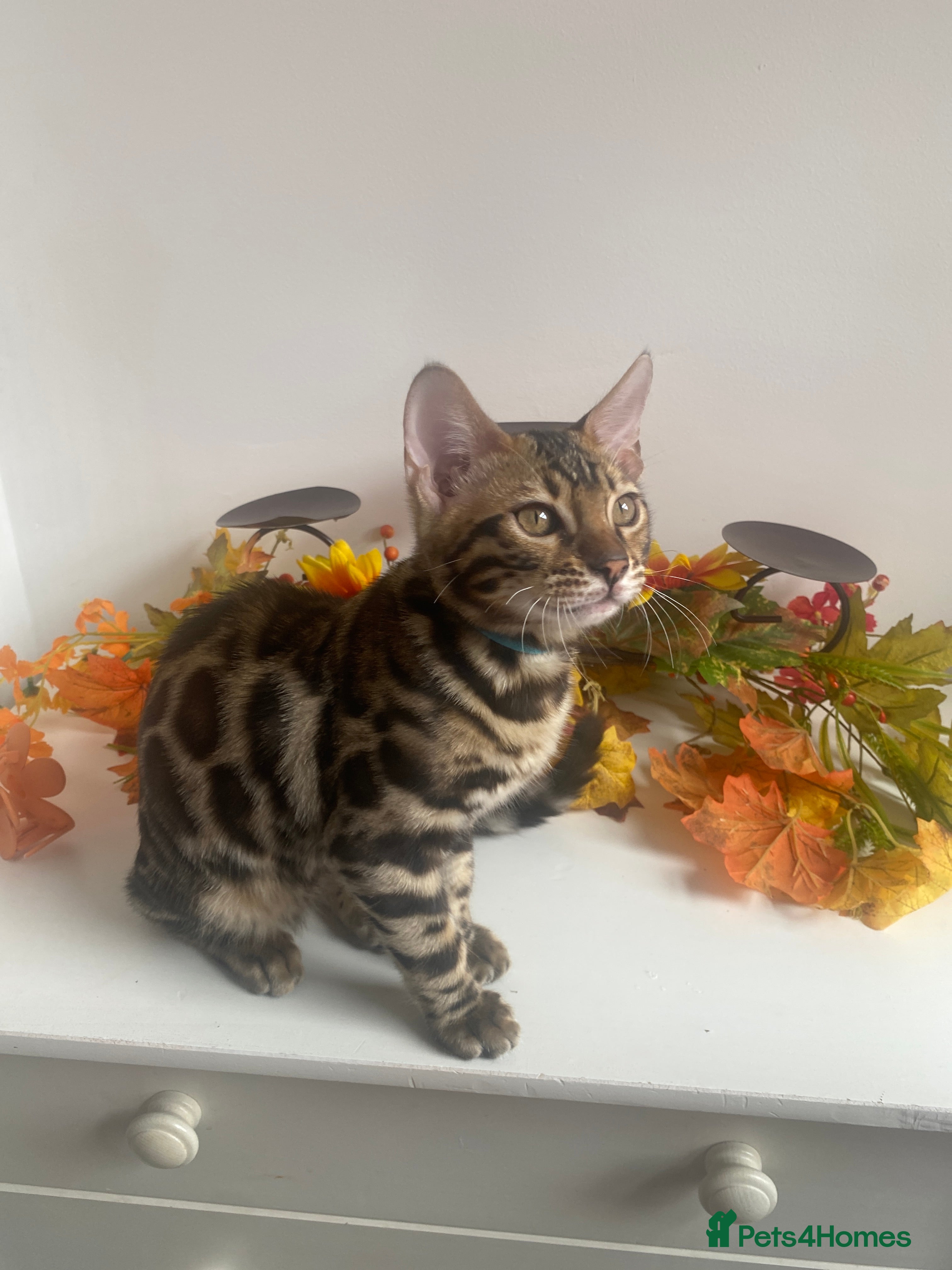 Bengal cats ✨✨ TICA BENGAL kittens READY ✨😸😻 - Advert 2